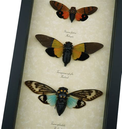Debin Cicada's Collection .